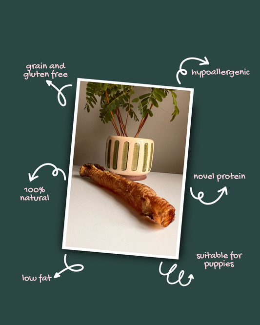 Goat Trachea