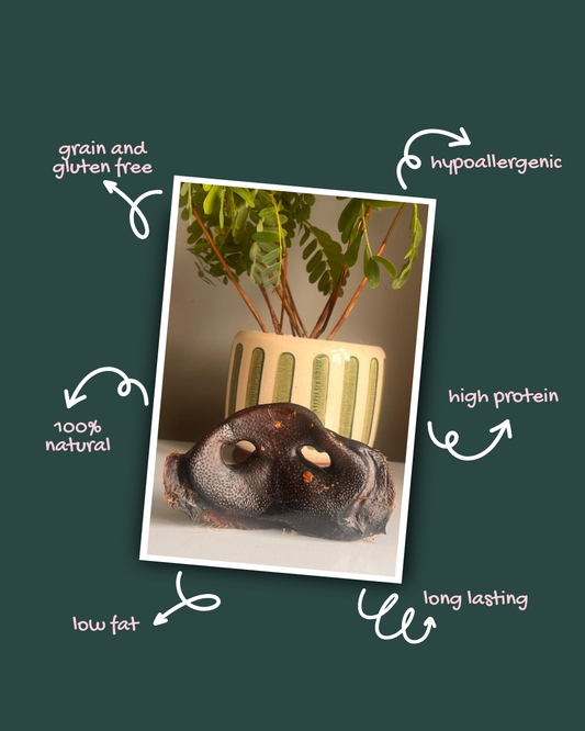 Pig Snout