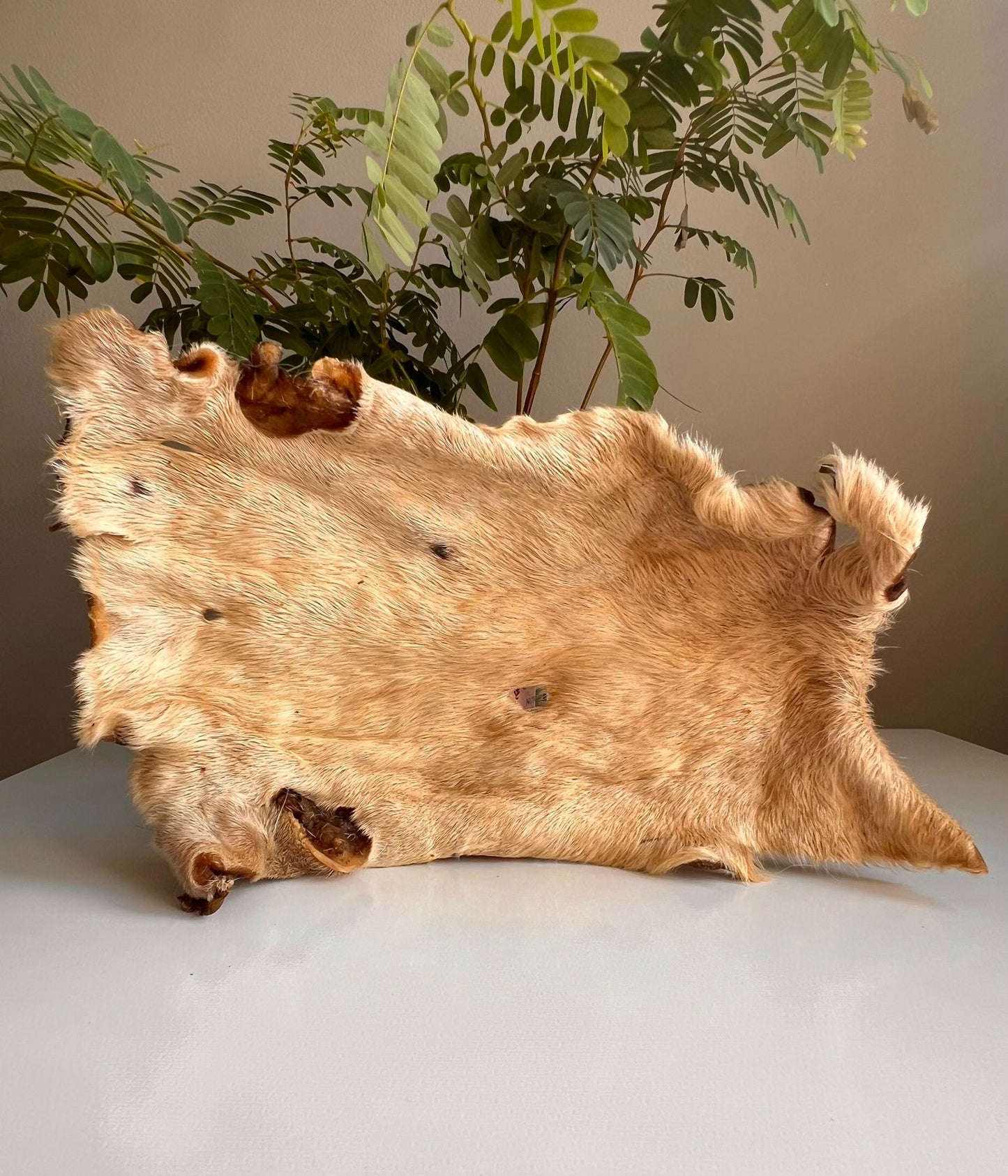 XL Hairy Beef Skin