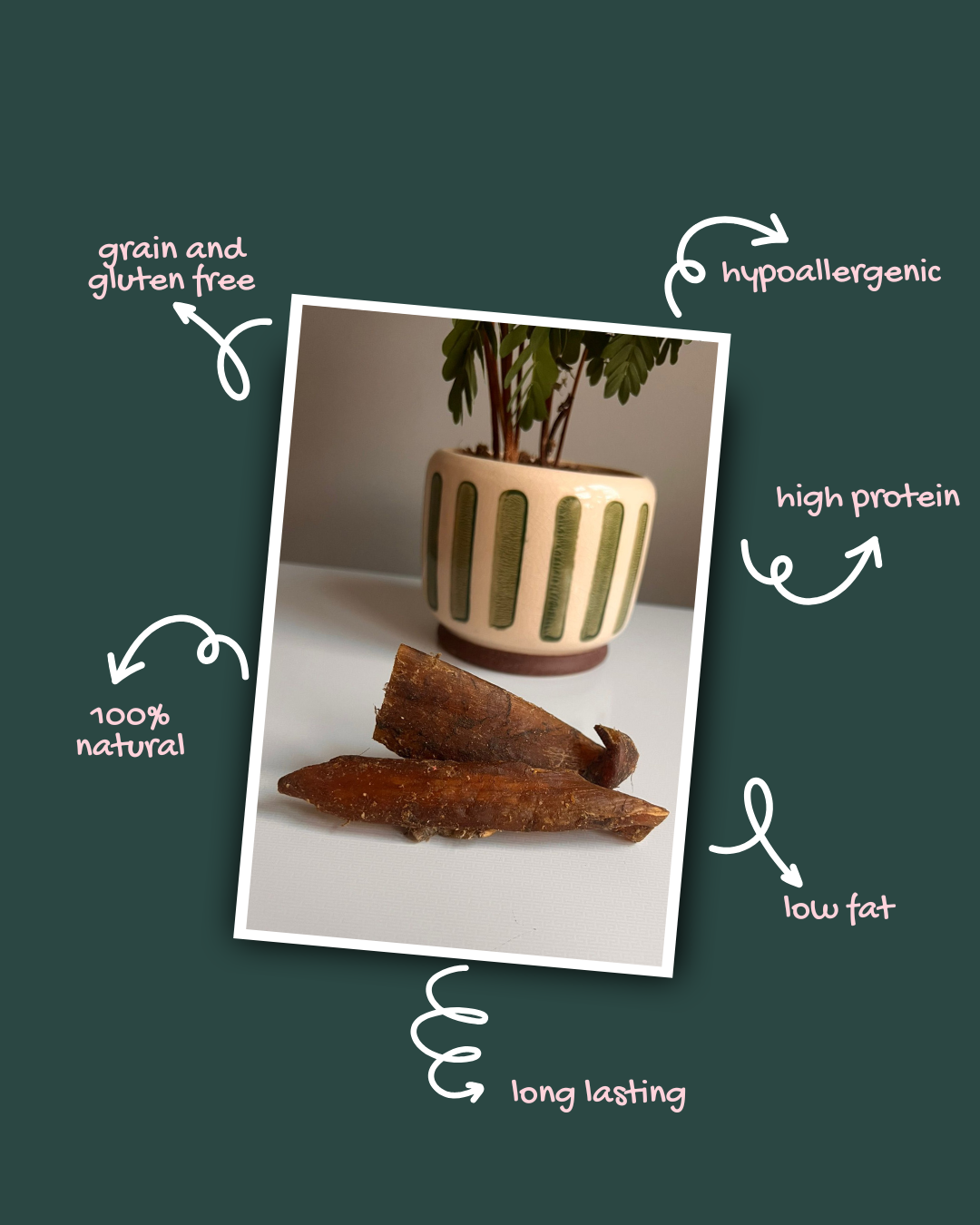 Beef Tendon Paddywack