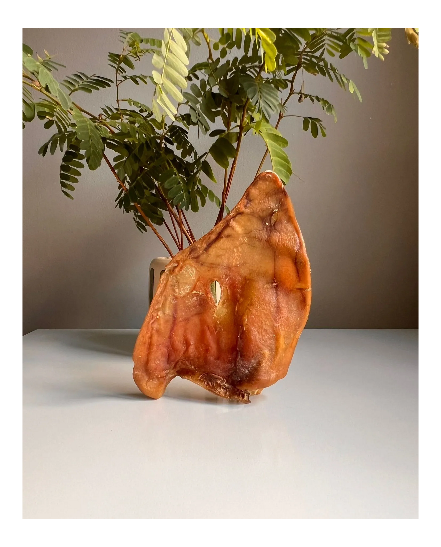 Large Pig Ear
