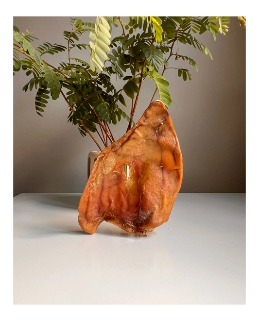 Large Pig Ear